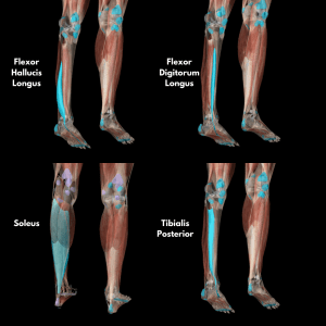 Shin Splints 101 - Function101 Chiro + Physio