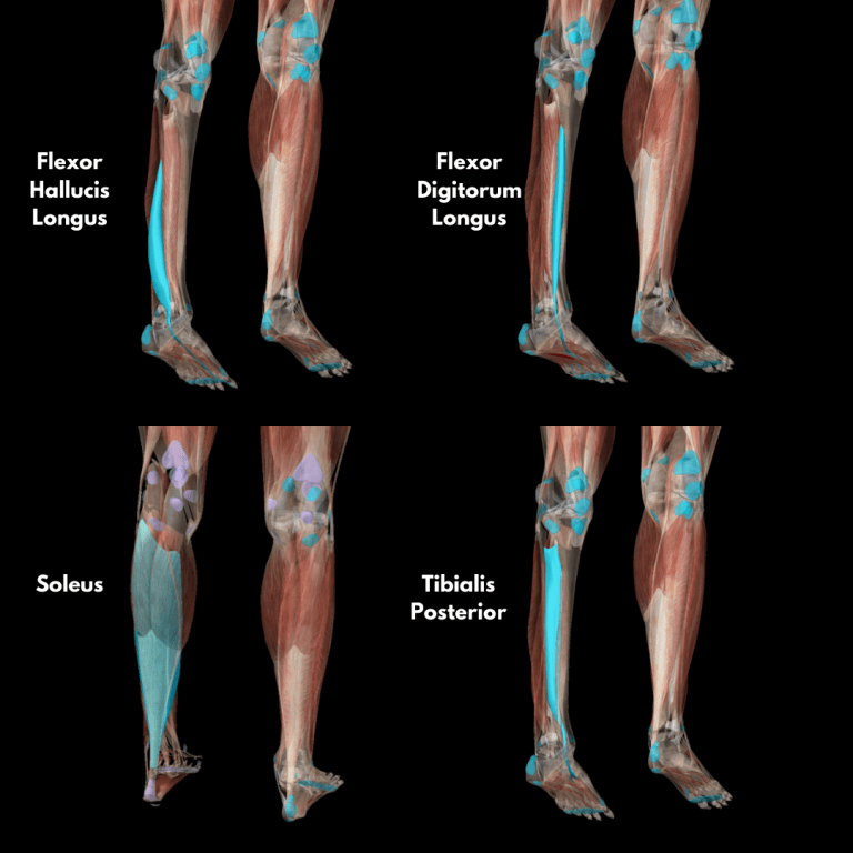 Shin Splints 101 Function101 Chiro + Physio