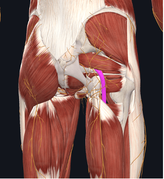 Deep Gluteal Syndrome  Orthopedics Sports Medicine