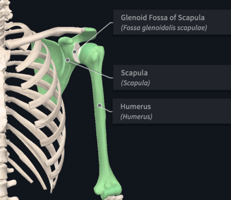 Glenoid Fossa Of Scapula