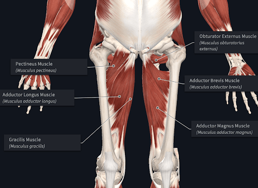 Adductor and groin strain symptoms and treatment explained - Women's Running